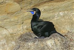 Brandt's Cormorant